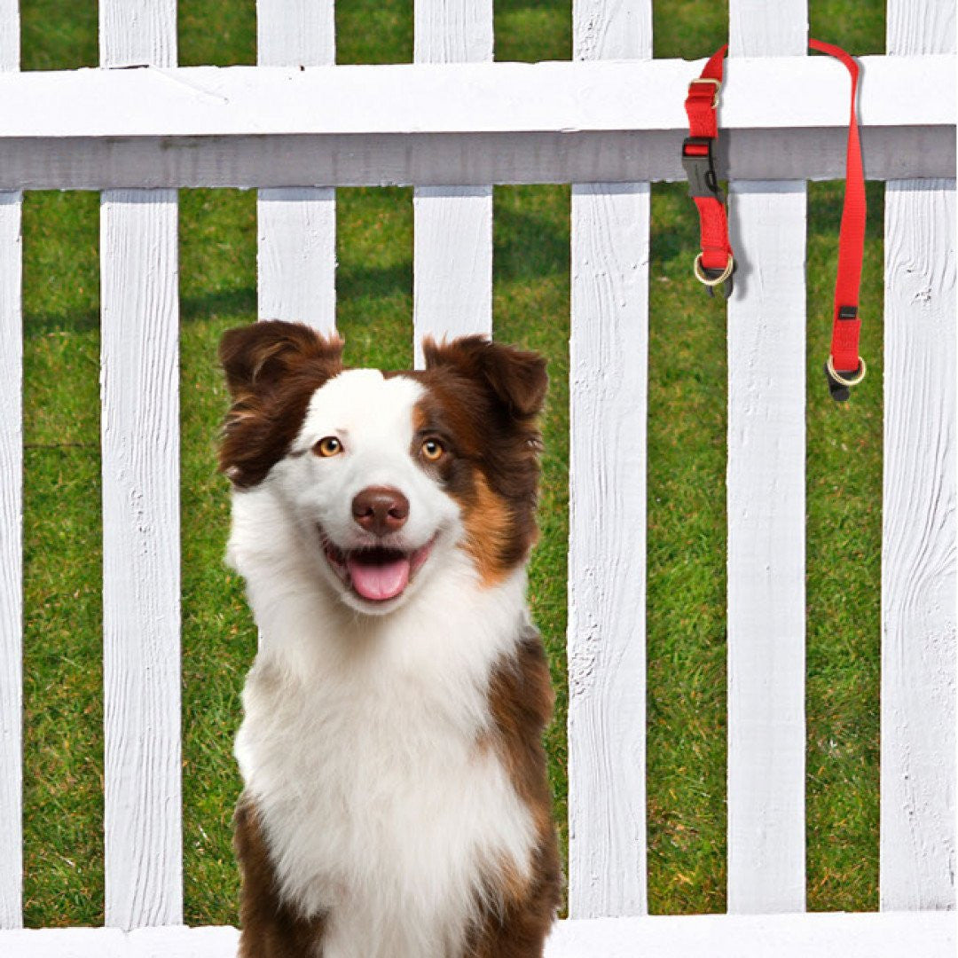 Breakaway Dog Collar | Pet Safe
