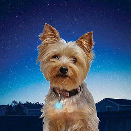 Pet Lit LED Collar Light | Nite Ize