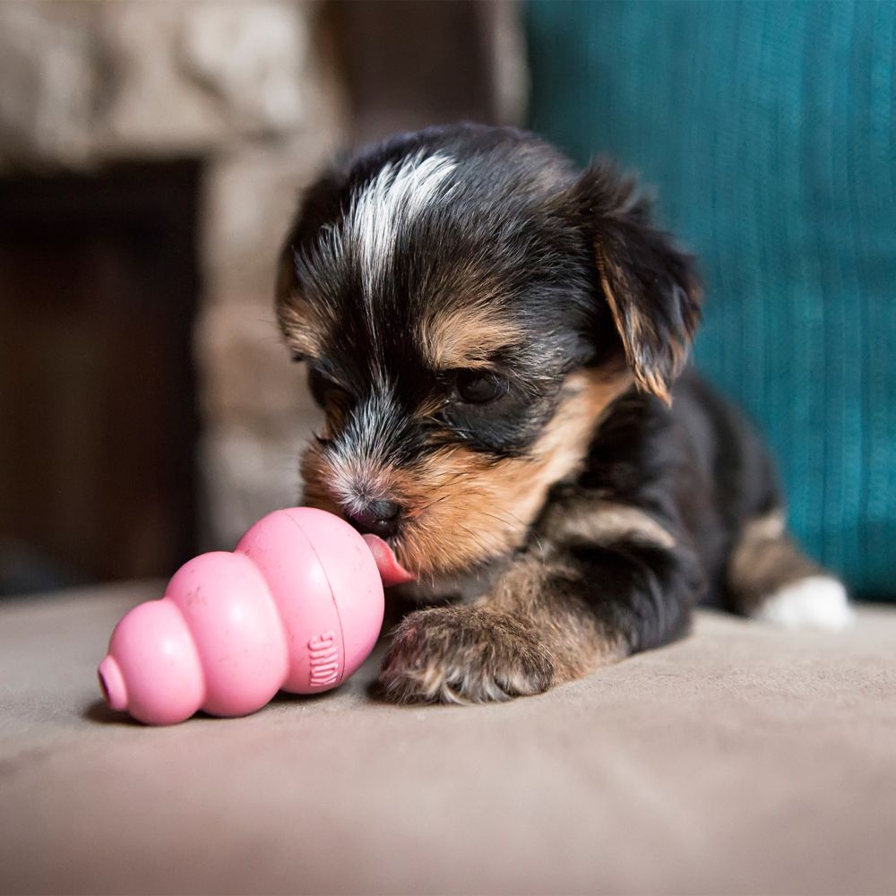 Kong Puppy | KONG