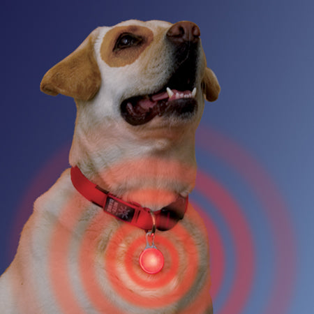 Spot Lit LED Collar Light | Nite Ize