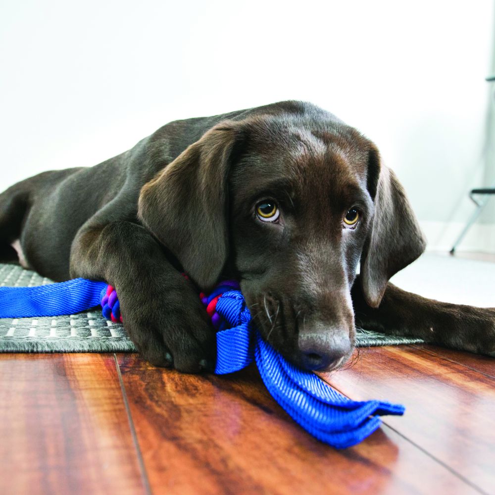 Tugga Wubba Dog Toy (Assorted Colours) | KONG