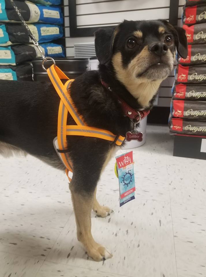 Waterproof Harness | Wigizi