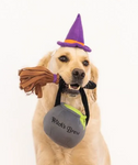 Witch Costume | Zippy Paws